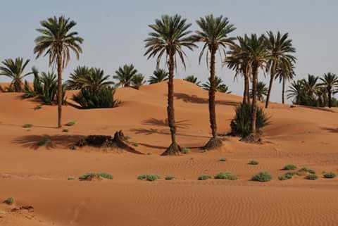 Oasi desierto sahara Marruecos