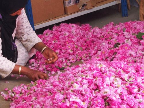 VALLEE DE LAS ROSAS GUIA