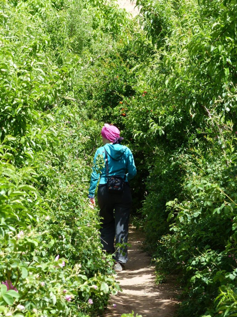 trek valle rosas marruecos