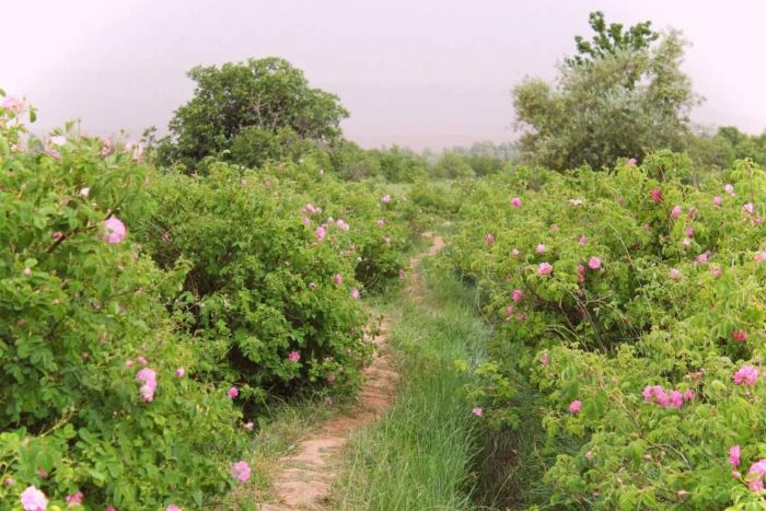 valle de las rosas marruecos senderismo