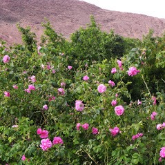 la valle de las rosas Sur Marruecos
